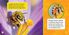 Thumbnail 4 National Geographic Kids : J'explore le monde : Les abeilles à miel 