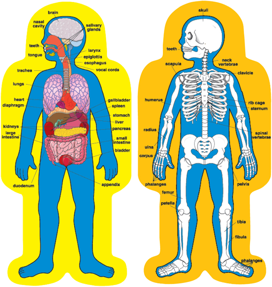  Child-Size Human Body Bulletin Board Set 
