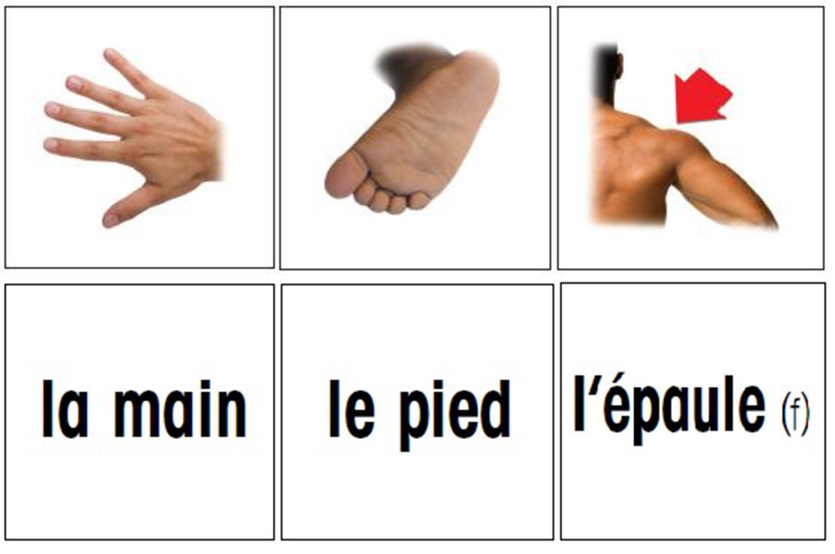  French Flashcards: Parts of the Body 